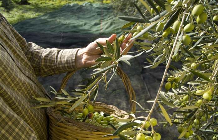 According to the Wellhealthorganic.Com_11-Health-Benefits-And-Side-Effects-Of-Olives-Benefits-Of-Olives
