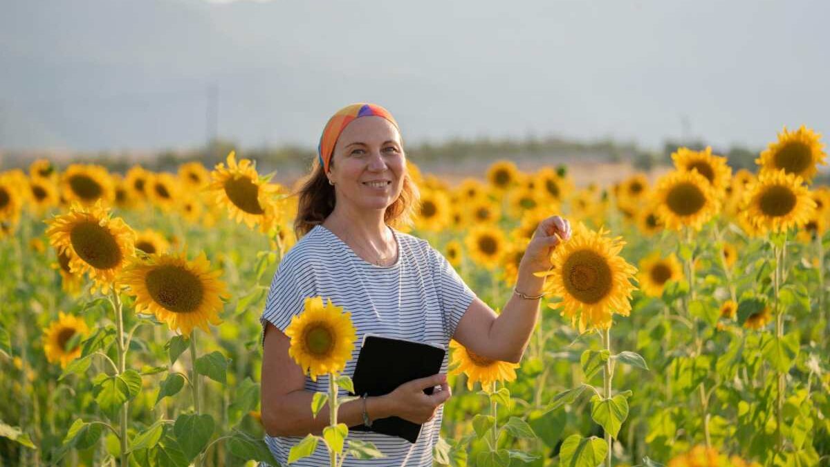 How to plant sunflower seeds and when to do it