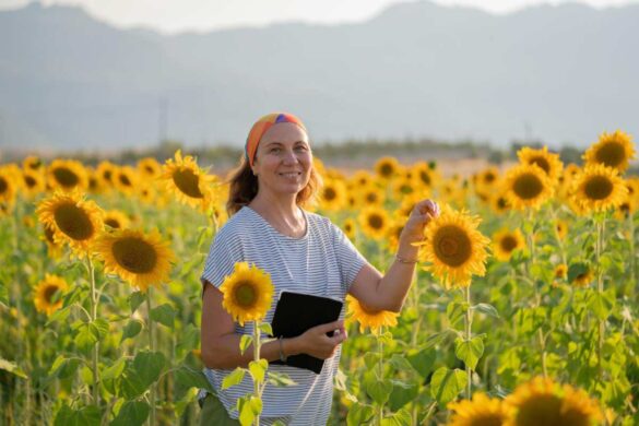 How to plant sunflower seeds and when to do it
