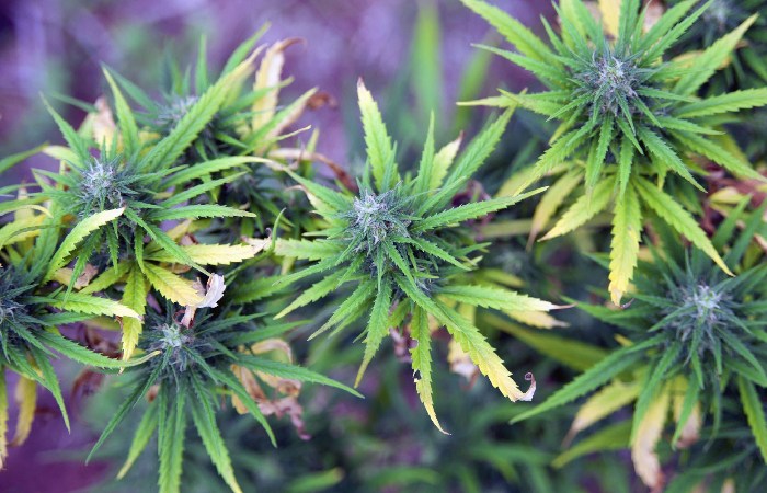 Cannabis Write For Us